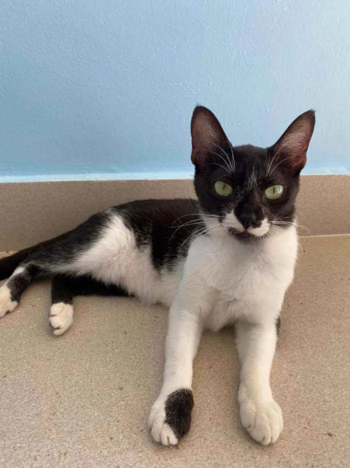Gato ra a Srd idade 2 a 6 meses nome Becca