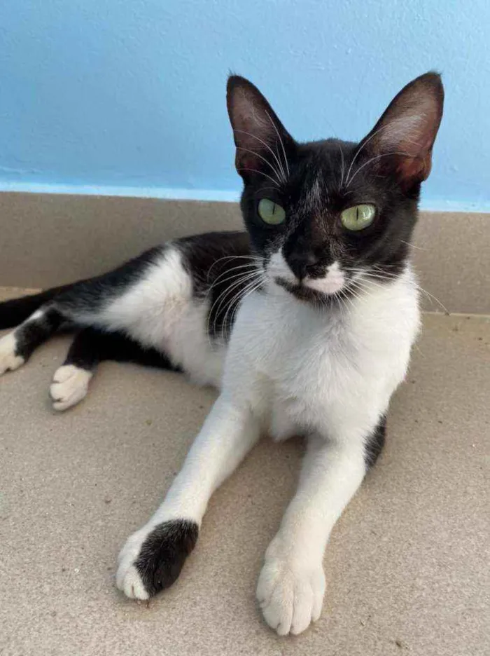 Gato ra a Srd idade 2 a 6 meses nome Becca
