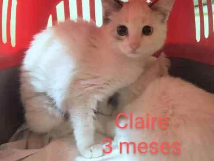 Gato ra a Siames idade 2 a 6 meses nome Claire