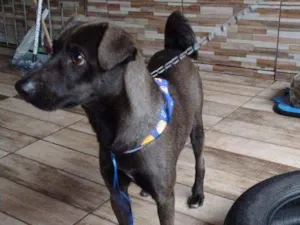 Cachorro raça  idade 7 a 11 meses nome Tayler