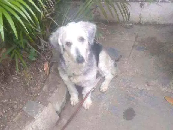Cachorro ra a Poodle idade 4 anos nome Alana