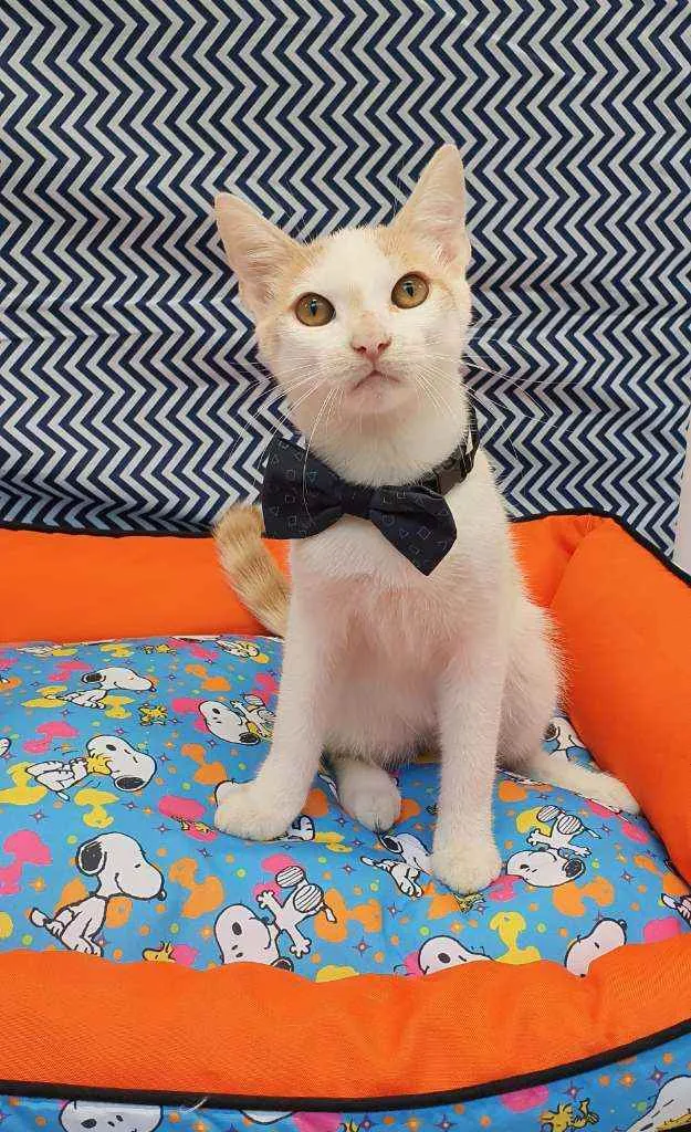 Gato ra a SRD  idade 2 a 6 meses nome THOMAS 