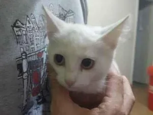 Gato raça Siames idade 2 a 6 meses nome Mika