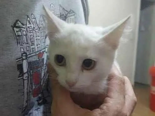 Gato ra a Siames idade 2 a 6 meses nome Mika
