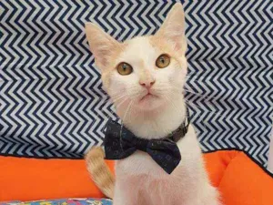 Gato raça SRD  idade 2 a 6 meses nome THOMAS 
