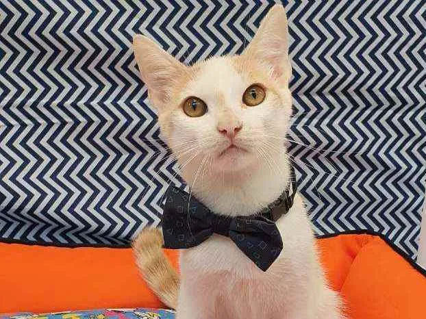 Gato ra a SRD  idade 2 a 6 meses nome THOMAS 