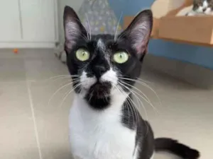 Gato raça Srd idade 2 a 6 meses nome Becca