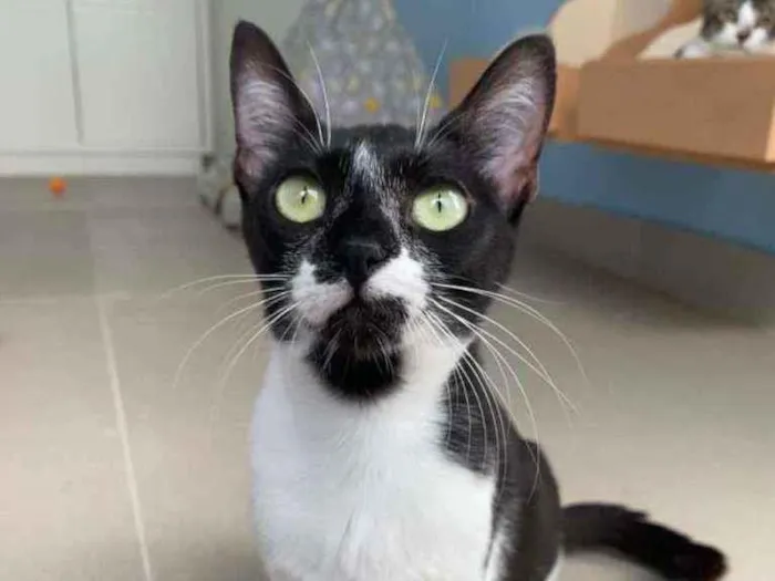 Gato ra a Srd idade 2 a 6 meses nome Becca