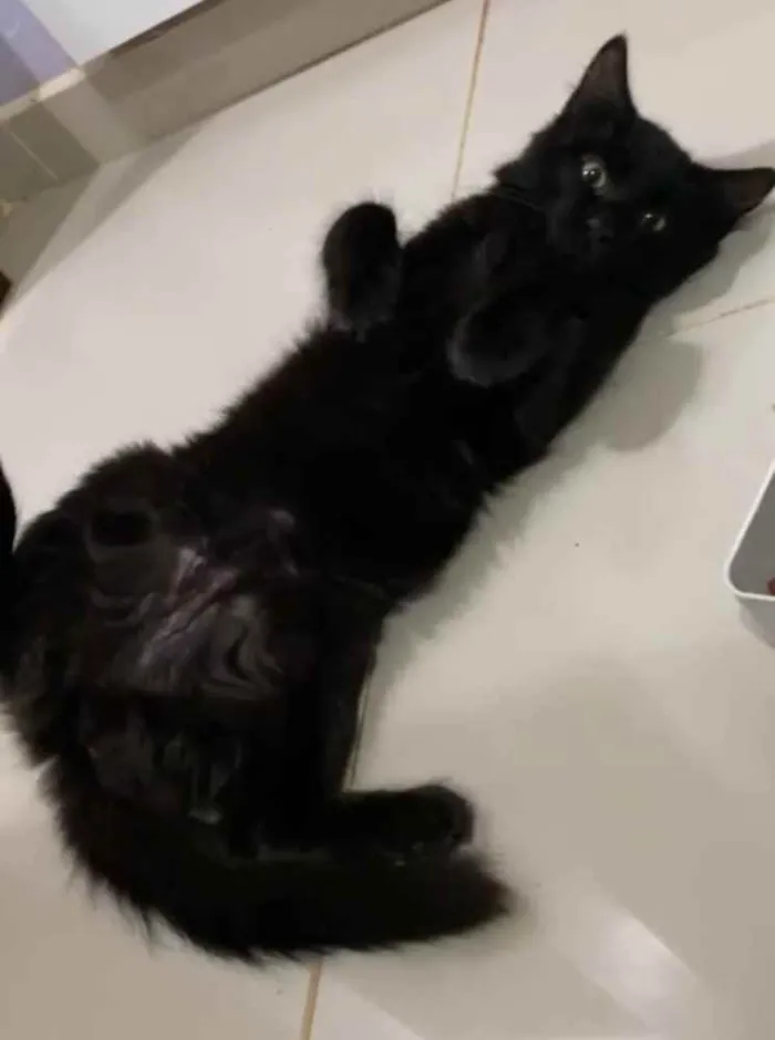 Gato ra a Srd idade 2 a 6 meses nome Miguel