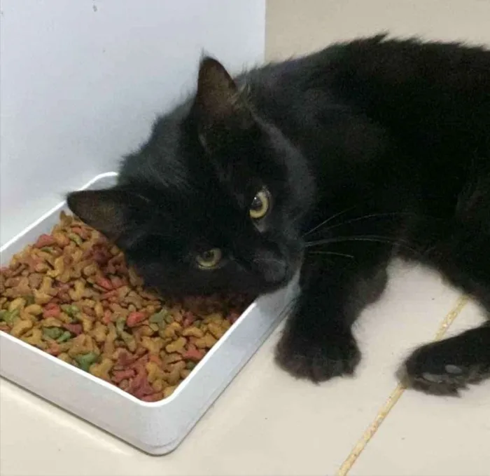 Gato ra a Srd idade 2 a 6 meses nome Miguel