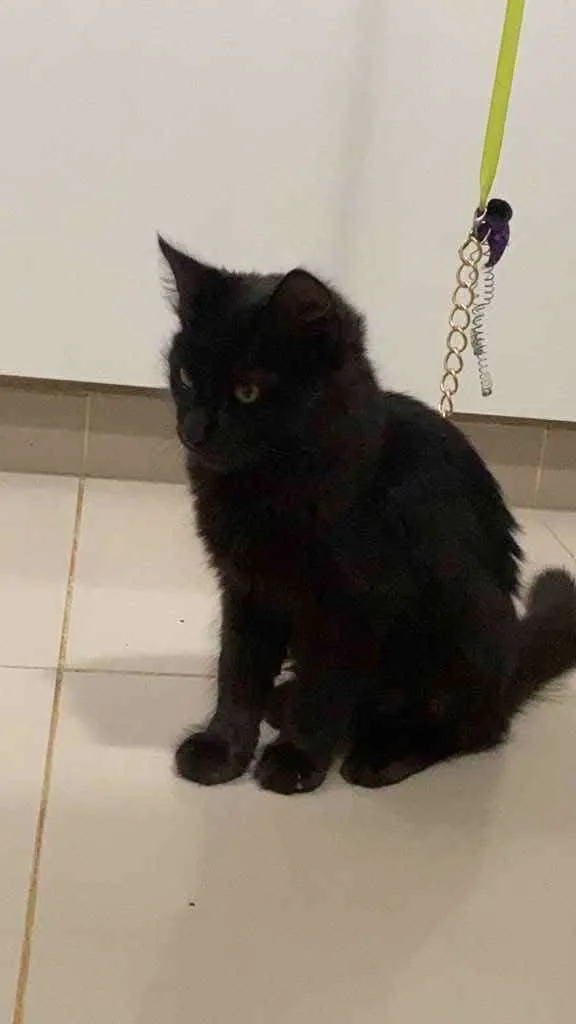 Gato ra a Srd idade 2 a 6 meses nome Miguel
