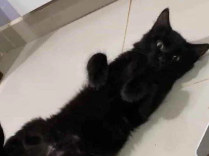 Gato ra a Srd idade 2 a 6 meses nome Miguel