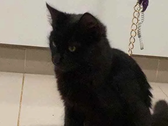 Gato ra a Srd idade 2 a 6 meses nome Miguel