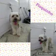 FLOQUINHO