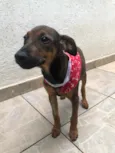 Cachorro raça SRD idade 2 a 6 meses nome Sem nome