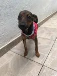 Cachorro raça SRD idade 2 a 6 meses nome Sem nome