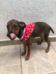 Cachorro raça SRD idade 2 a 6 meses nome Sem nome