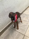 Cachorro raça SRD idade 2 a 6 meses nome Sem nome