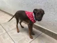 Cachorro raça SRD idade 2 a 6 meses nome Sem nome