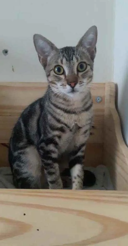 Gato ra a Srd idade 2 a 6 meses nome Morgan