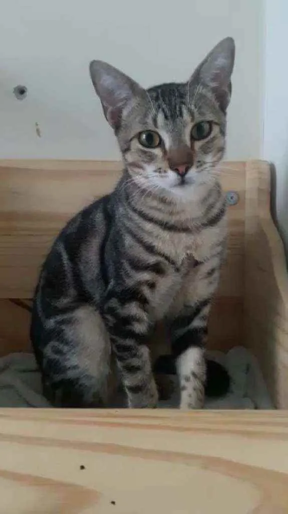 Gato ra a Srd idade 2 a 6 meses nome Morgan