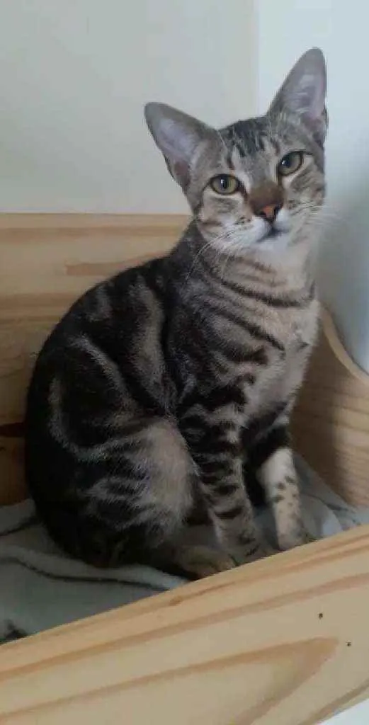 Gato ra a Srd idade 2 a 6 meses nome Morgan