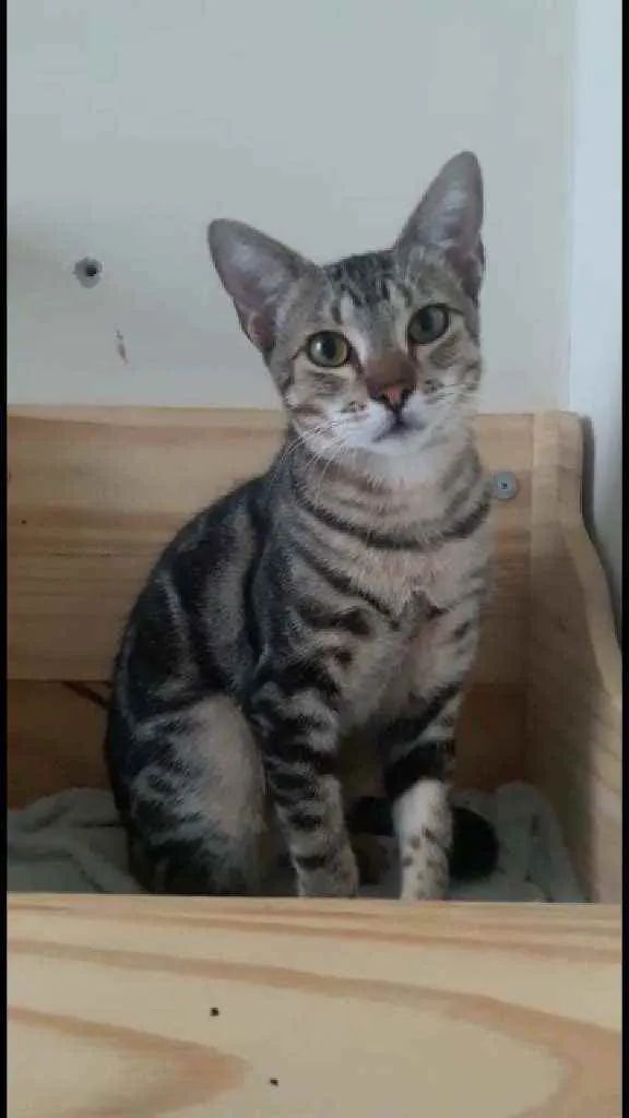 Gato ra a Srd idade 2 a 6 meses nome Morgan