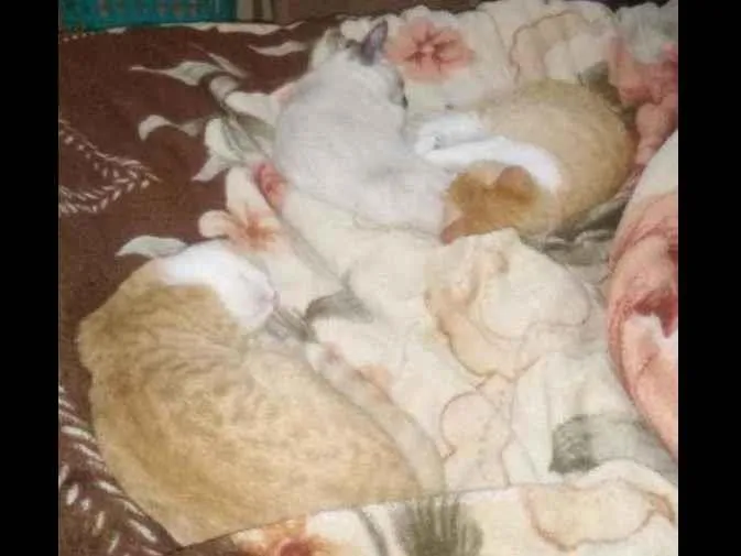 Gato raça Sem raça  idade 2 a 6 meses nome Sem nome