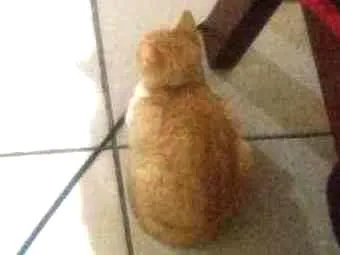 Gato raça Sem raça  idade 2 a 6 meses nome Sem nome