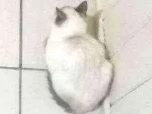 Gato raça Sem raça  idade 2 a 6 meses nome Sem nome