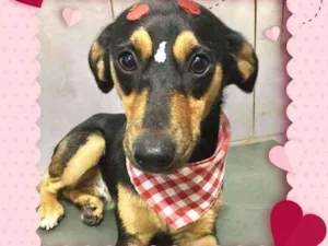 Cachorro raça SRD  idade 7 a 11 meses nome Pietra 