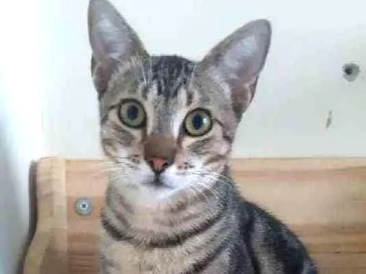 Gato ra a Srd idade 2 a 6 meses nome Morgan