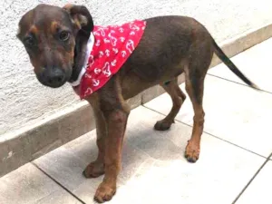 Cachorro raça SRD idade 2 a 6 meses nome Sem nome