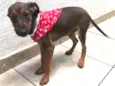 Cachorro raça SRD idade 2 a 6 meses nome Sem nome