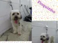 Cachorro raça SRD/POODLE idade 2 anos nome FLOQUINHO