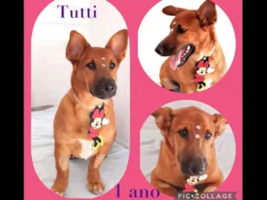 Cachorro raça SRD  idade 1 ano nome Tutti 
