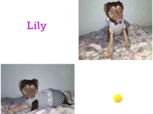 Cachorro raça SRD-ViraLata idade 2 a 6 meses nome LILY