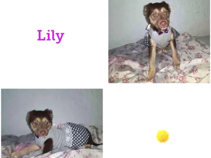 Cachorro ra a SRD-ViraLata idade 2 a 6 meses nome LILY
