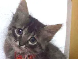 Gato raça SRD  idade Abaixo de 2 meses nome Simon 