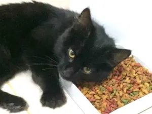 Gato raça Srd idade 2 a 6 meses nome Miguel