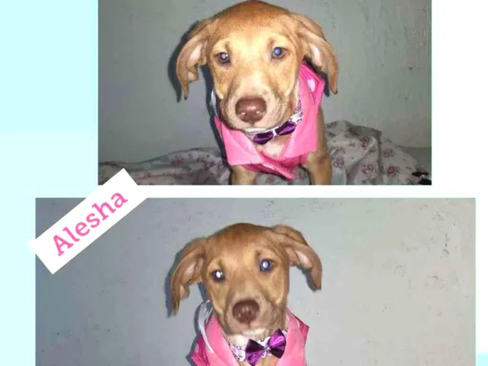 Cachorro raça SRD-ViraLata idade 2 a 6 meses nome ALESHA