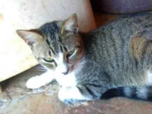 Gato raça S.R.D. idade 1 ano nome Chanin