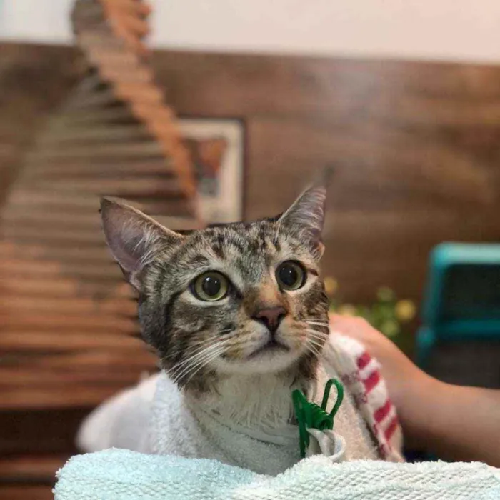 Gato ra a S.R.D. idade 7 a 11 meses nome Athos