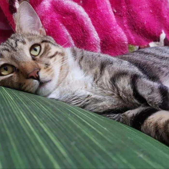 Gato ra a S.R.D. idade 7 a 11 meses nome Athos