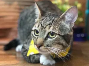 Gato raça S.R.D. idade 7 a 11 meses nome Athos