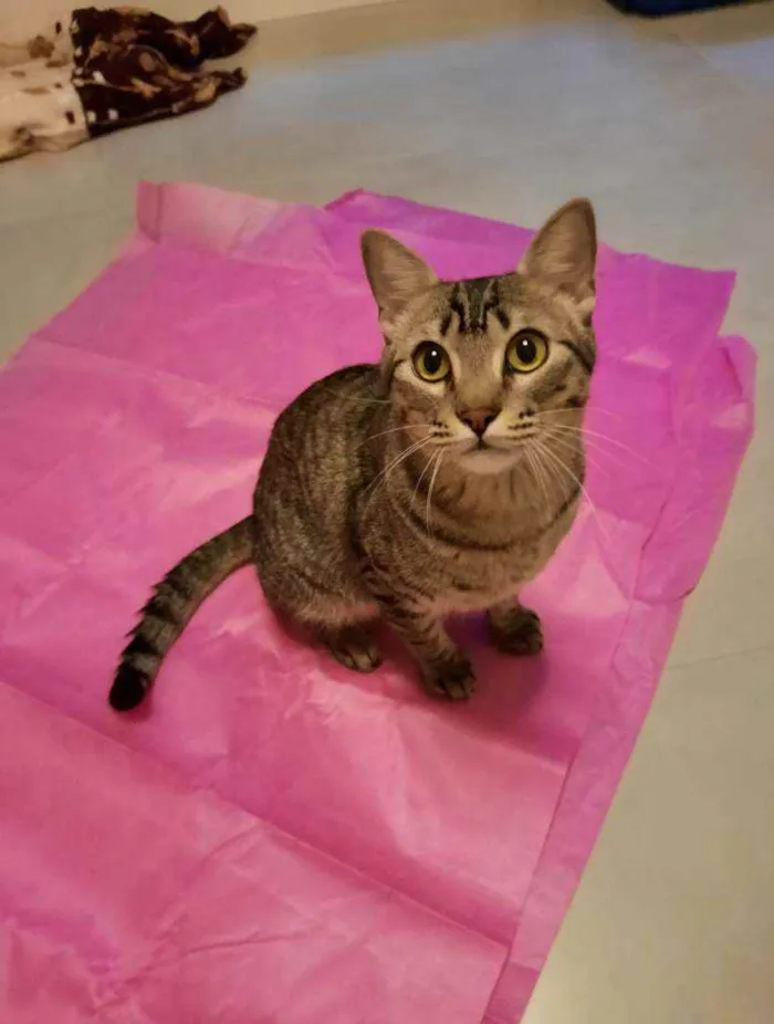 Gato ra a S.R.D. idade 1 ano nome Zen