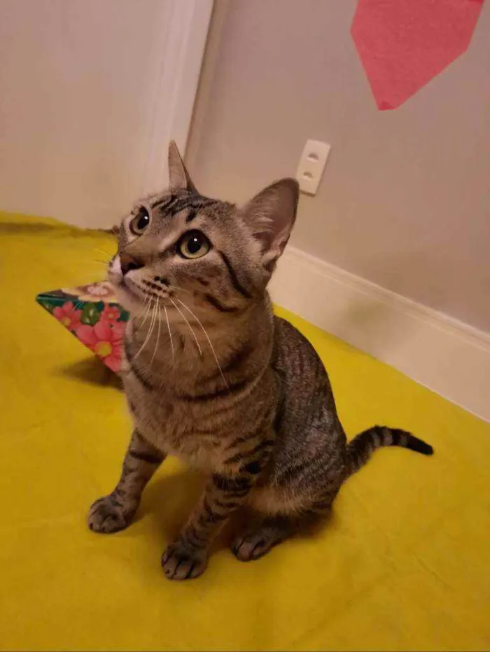 Gato ra a S.R.D. idade 1 ano nome Zen
