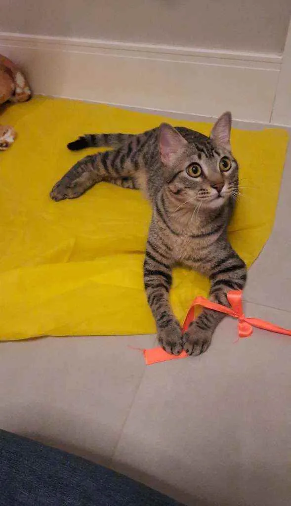 Gato ra a S.R.D. idade 1 ano nome Zen