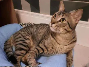 Gato raça S.R.D. idade 1 ano nome Zen