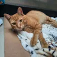 Garfield